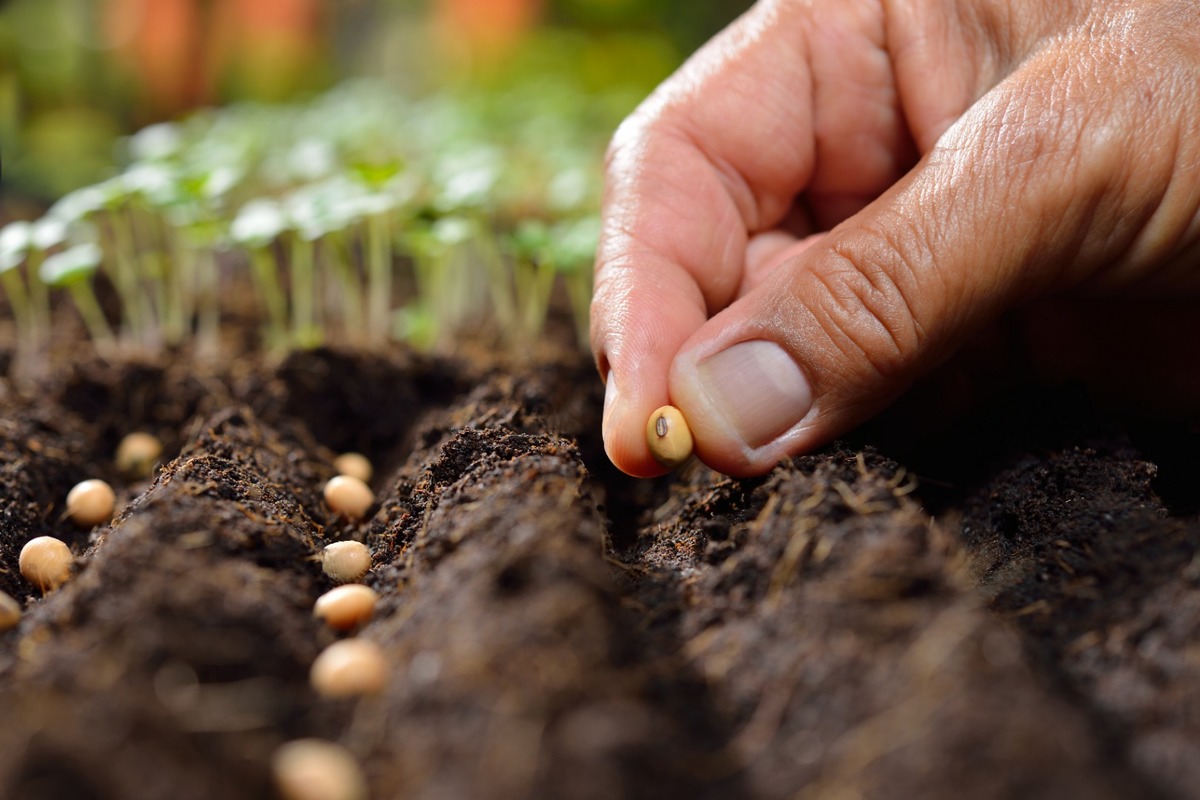 Jardinerie de graines, plantes, plants potagers et arbustes